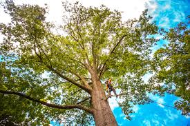 Best Tree Disease Treatment  in Stallings, NC