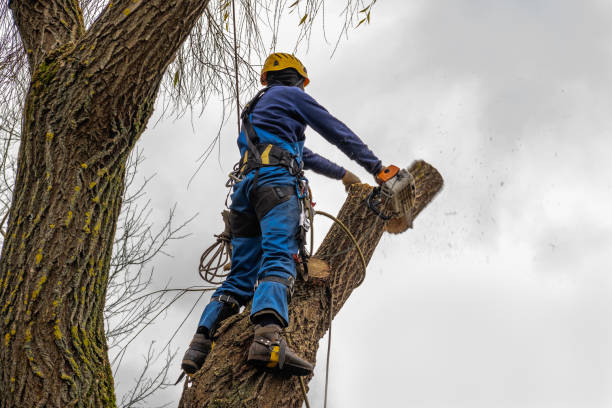 Best Utility Line Clearance  in Stallings, NC