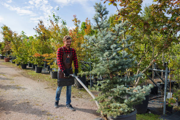 How Our Tree Care Process Works  in  Stallings, NC